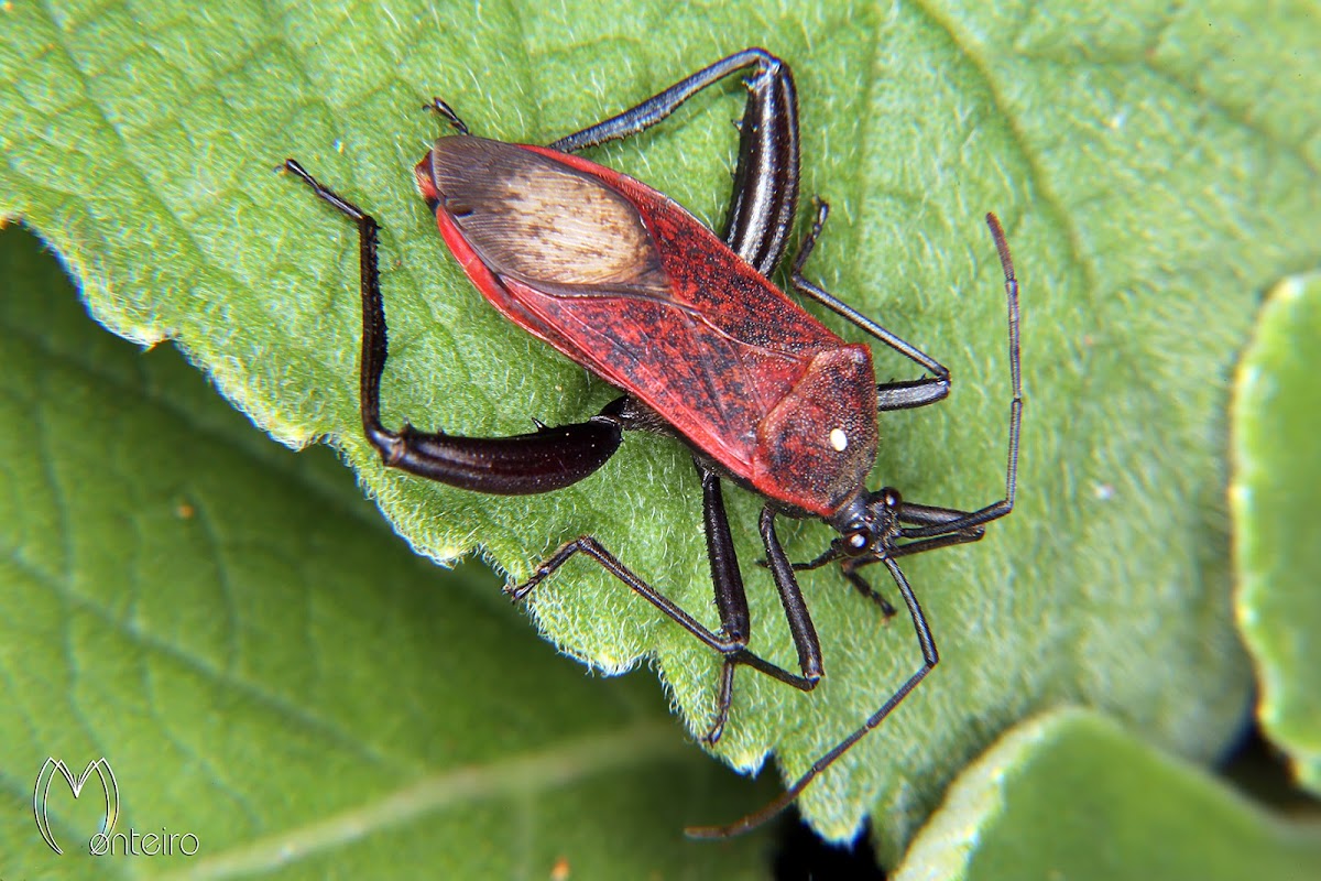 Leaf footed bug