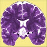 Neuro Toolkit icon