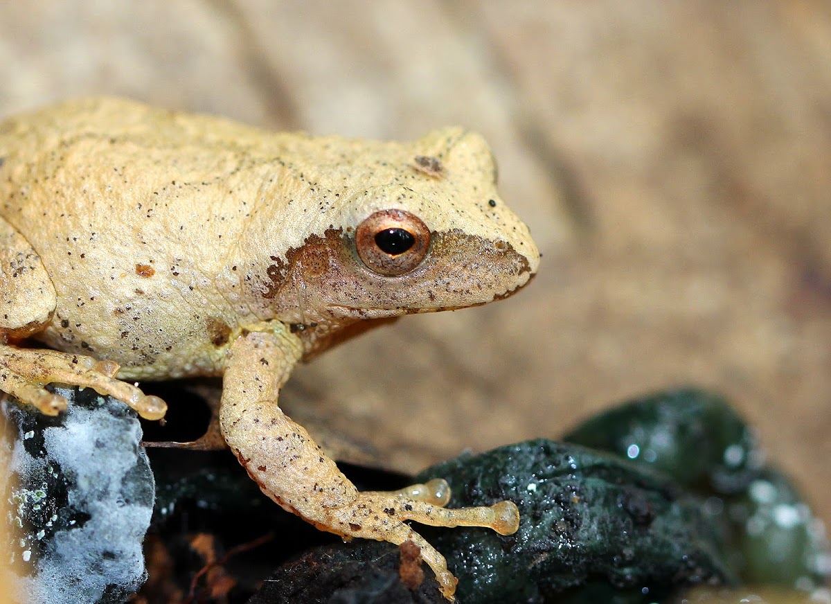 Northern Spring Peeper