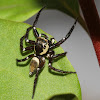 Jumping Spider