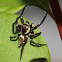 Jumping Spider