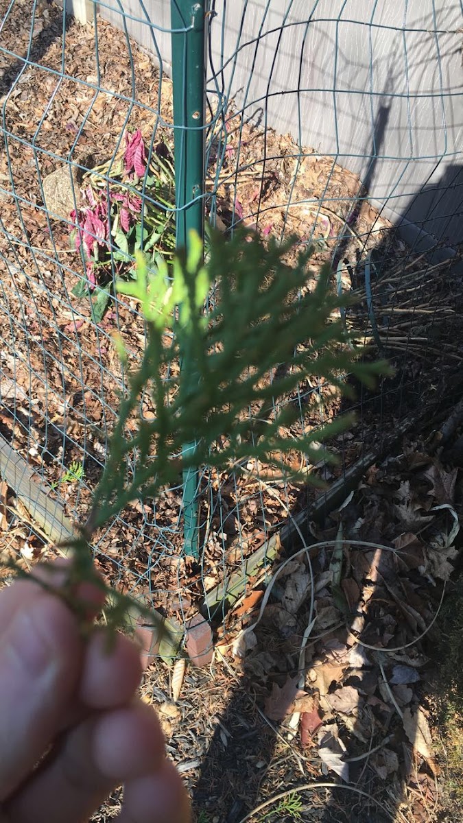 Eastern White Cedar