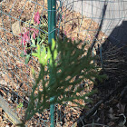 Eastern White Cedar