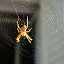 Cross spider