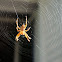 Cross spider