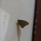 Common evening brown butterfly