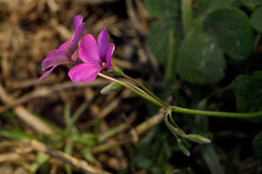 Oxalis articulata