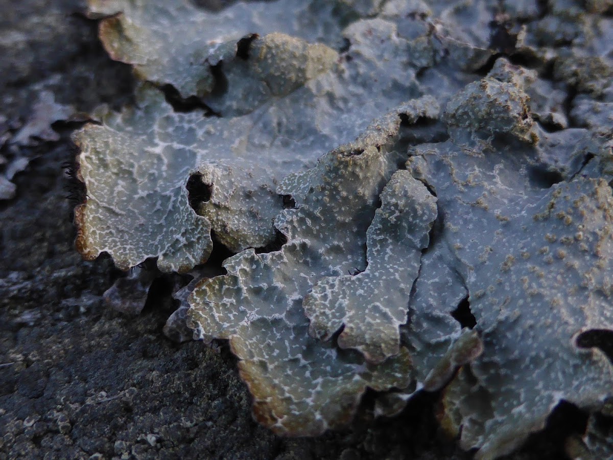 Shield Lichen