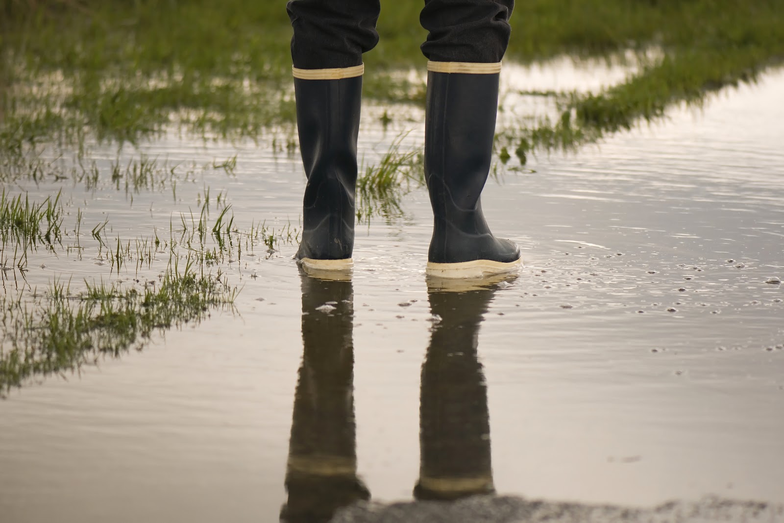 standing water in yard