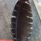 Wild Turkey - Primary Covert feather