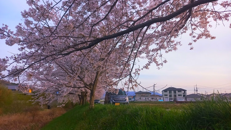 N-WGN カスタムの桜とコラボ・エヌワゴンカスタムに関するカスタム事例の投稿画像1枚目