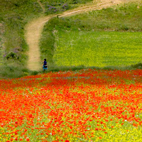 Sola in mezzo ai fiori di 