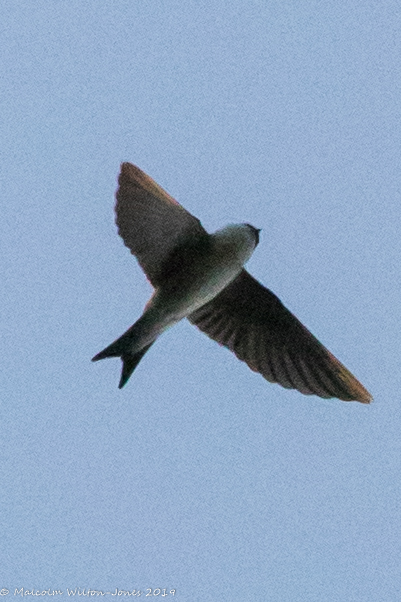 House Martin