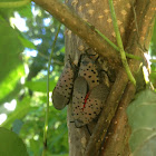 Spotted Lanternfly