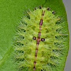 Caterpillar