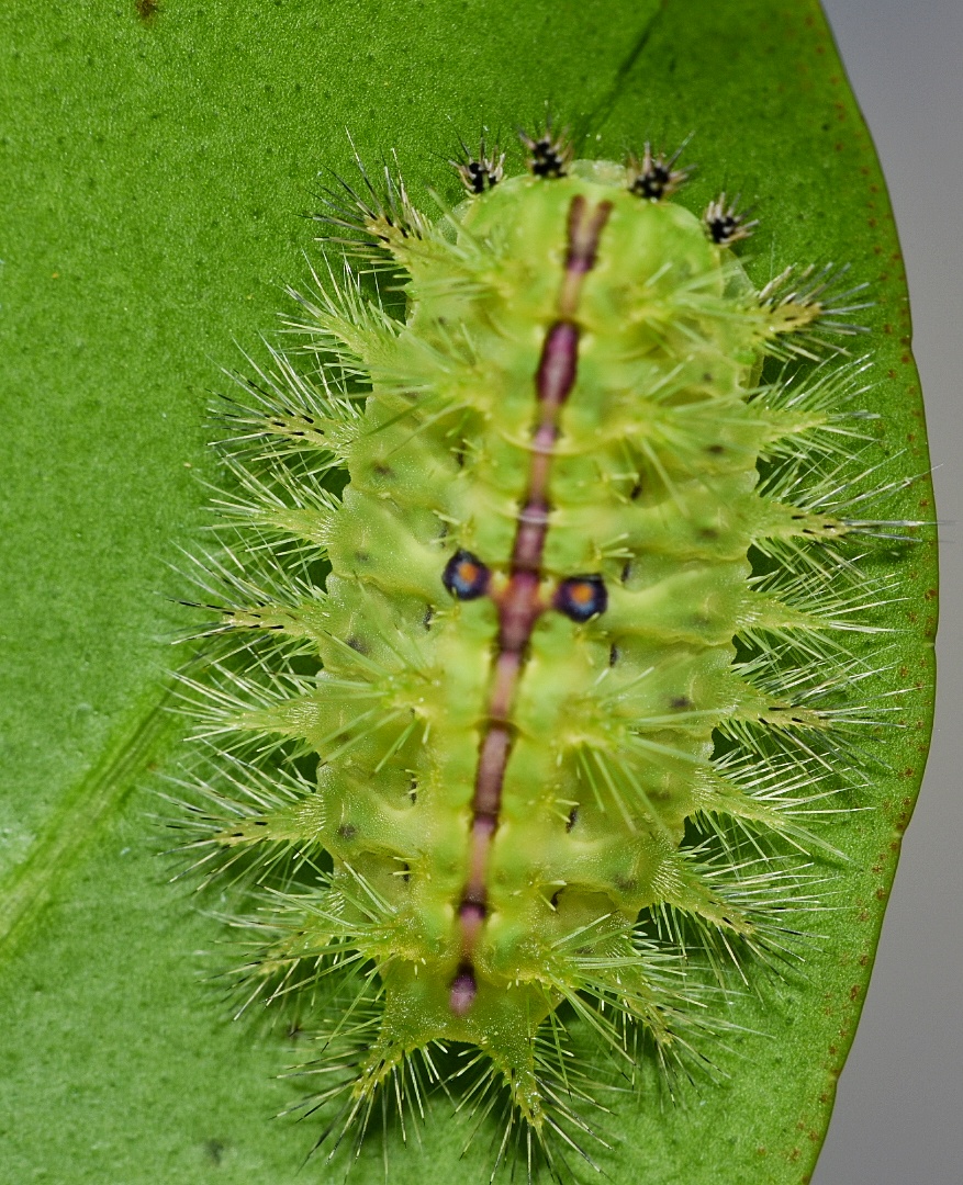 Caterpillar