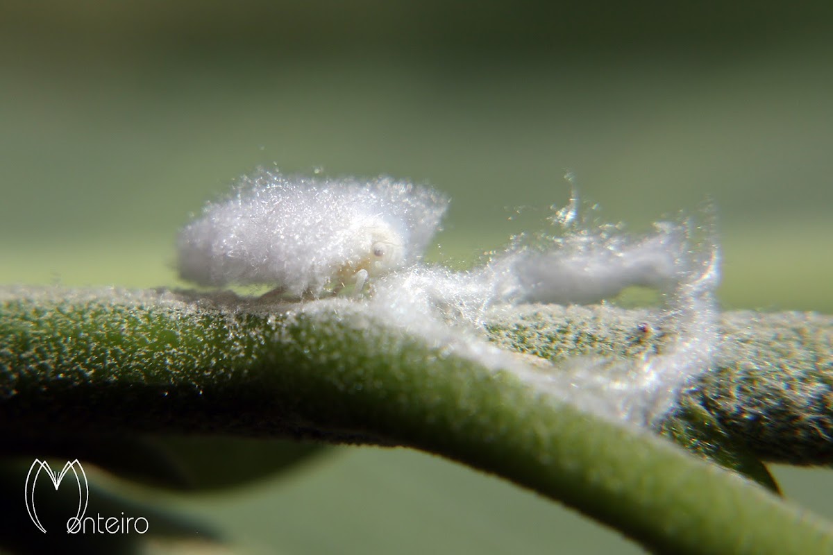 Leafhopper nymph