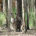 Eastern Grey Kangaroo