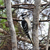 Downy Woodpecker