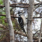 Downy Woodpecker