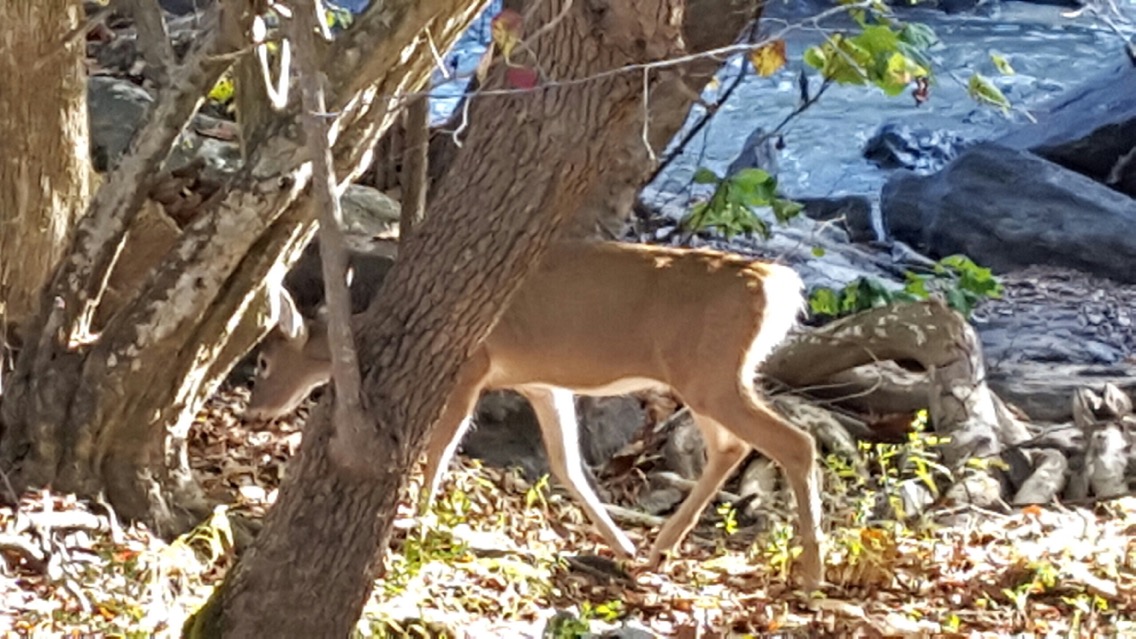 White tailed deer