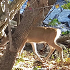 White tailed deer