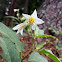 Horse Nettle