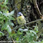 Blue Tit