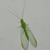 Common green lacewing