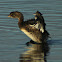 Pied-billed Grebe