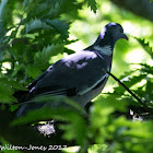 Woodpigeon