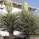 Yucca