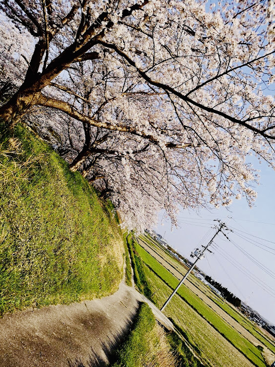 ランサーエボリューションのドライブ・さくら🌸エボさん・地元桜🌸に関するカスタム事例の投稿画像10枚目