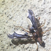 Waved-Light Fly