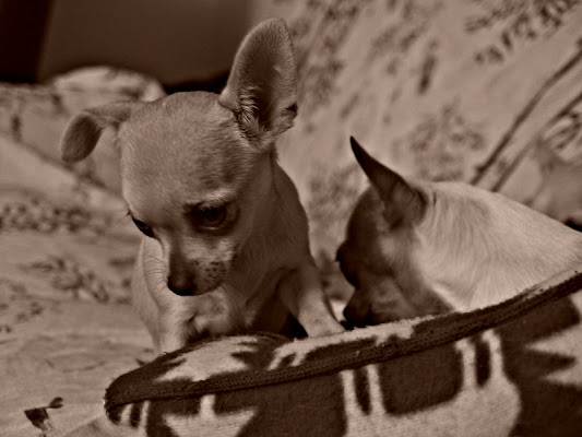 Cagnolini di milemurru