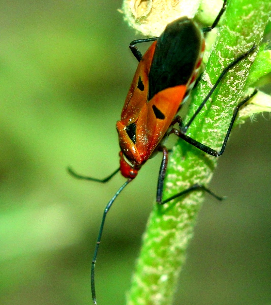 Red Cotton Bug