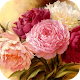 Download Flower Frames Photo Editor For PC Windows and Mac 1.0