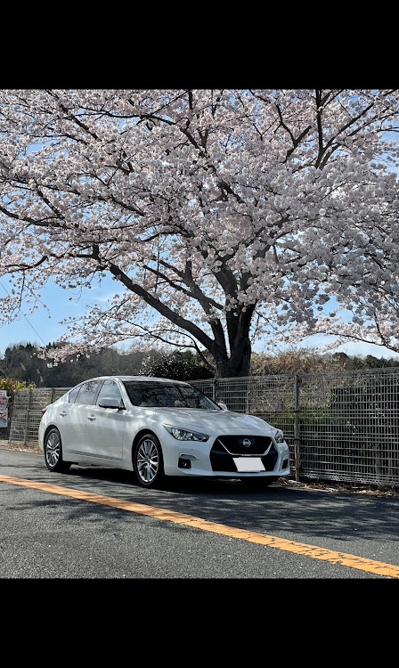 スカイラインのサクラと愛車・桜とコラボ🌸に関するカスタム事例の投稿画像1枚目