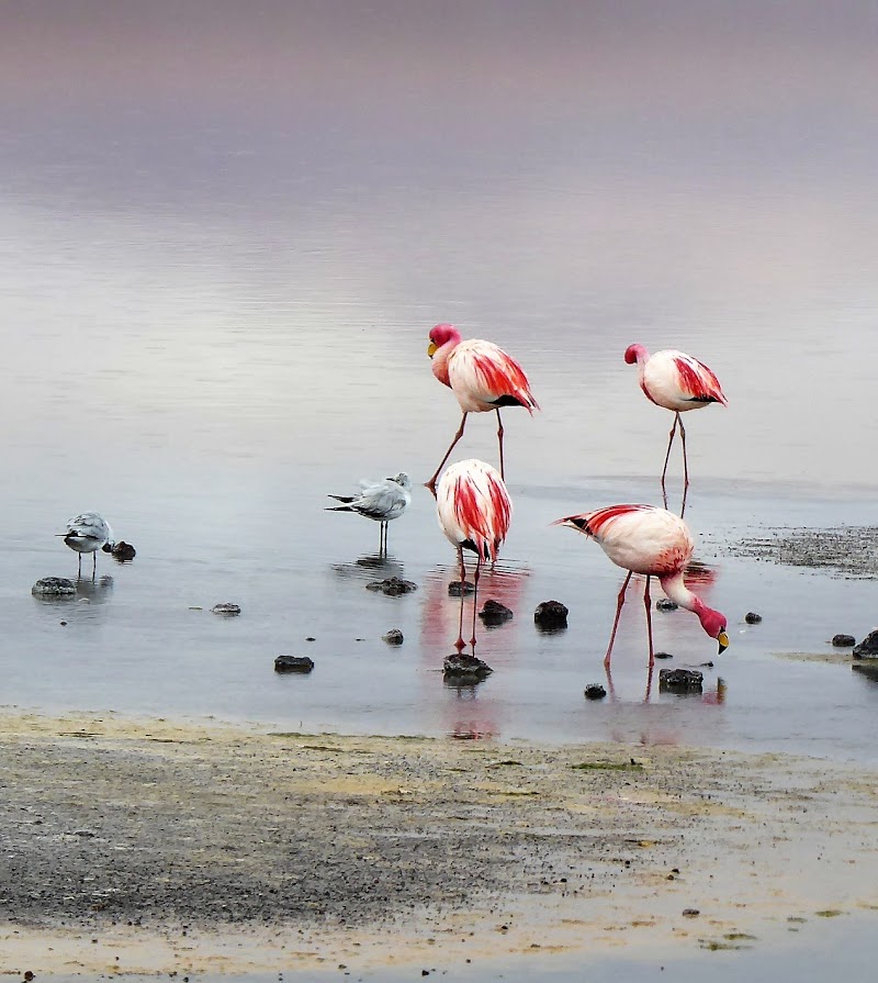 LAGUNAS DE COLORES:RESERVA NACIONAL DE FAUNA ANDINA EDUARDO AVAROA. BOLIVIA - CHILE: Atacama ( con extensión a Uyuni) y Carretera Austral (36)