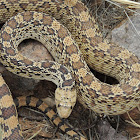 Gopher Snake