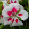 Garden geranium