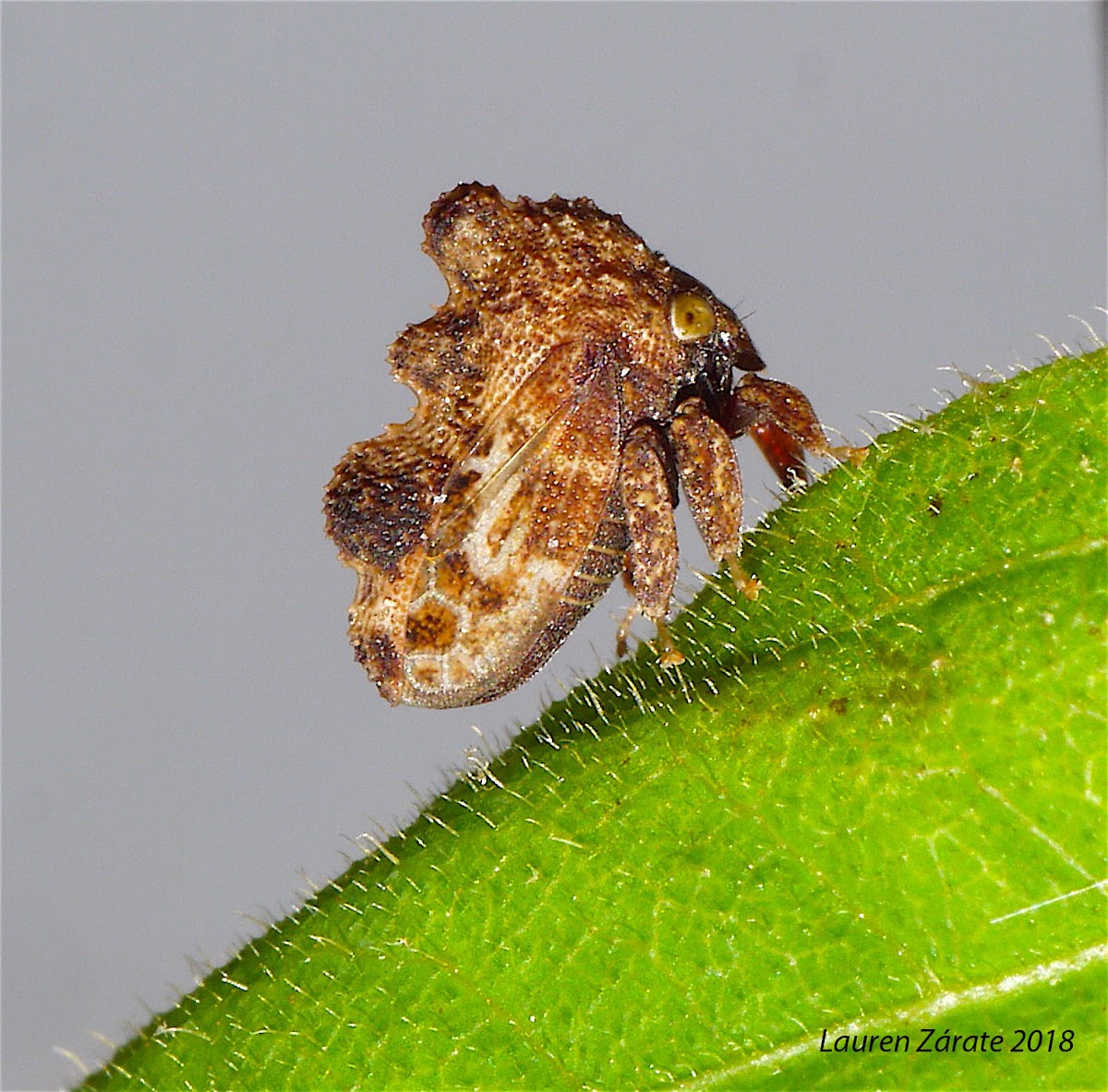 Stegosaurus Treehopper