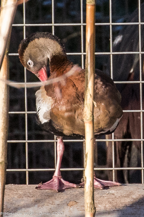 Black-bellied Whistling Duck