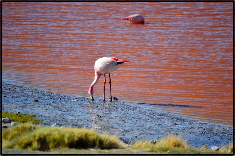 TOUR SALAR UYUNI I. EL ASOMBROSO PARQUE EDUARDO AVAROA - DE ATACAMA A LA PAZ. ROZANDO EL CIELO 2019 (31)