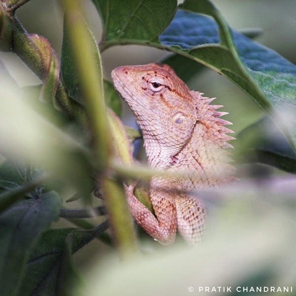 In the midst of movement and chaos, keep stillness inside of you. (Oriental garden lizard)