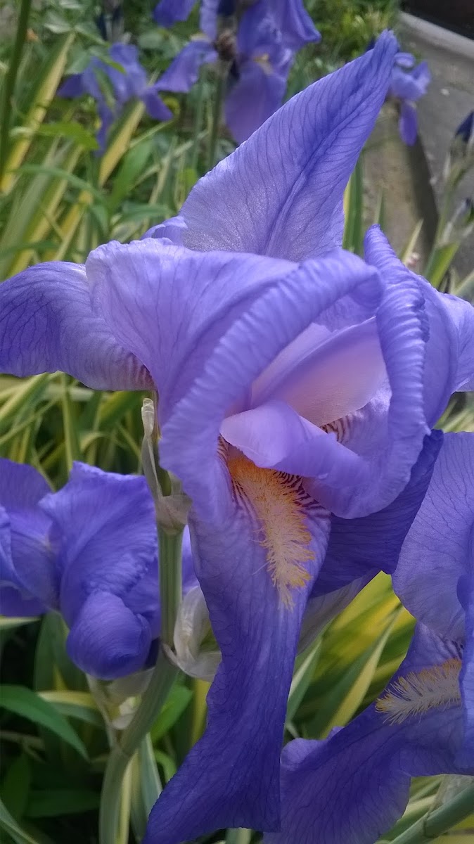 Perunika(Iris)