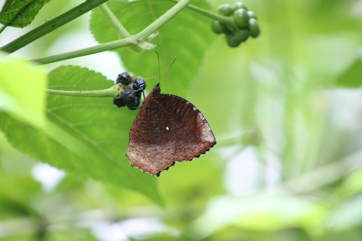 Common Palmfly (Male)