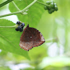 Common Palmfly (Male)