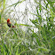 Red Bishop