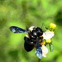 Carpenter-mimic Leafcutter Bee